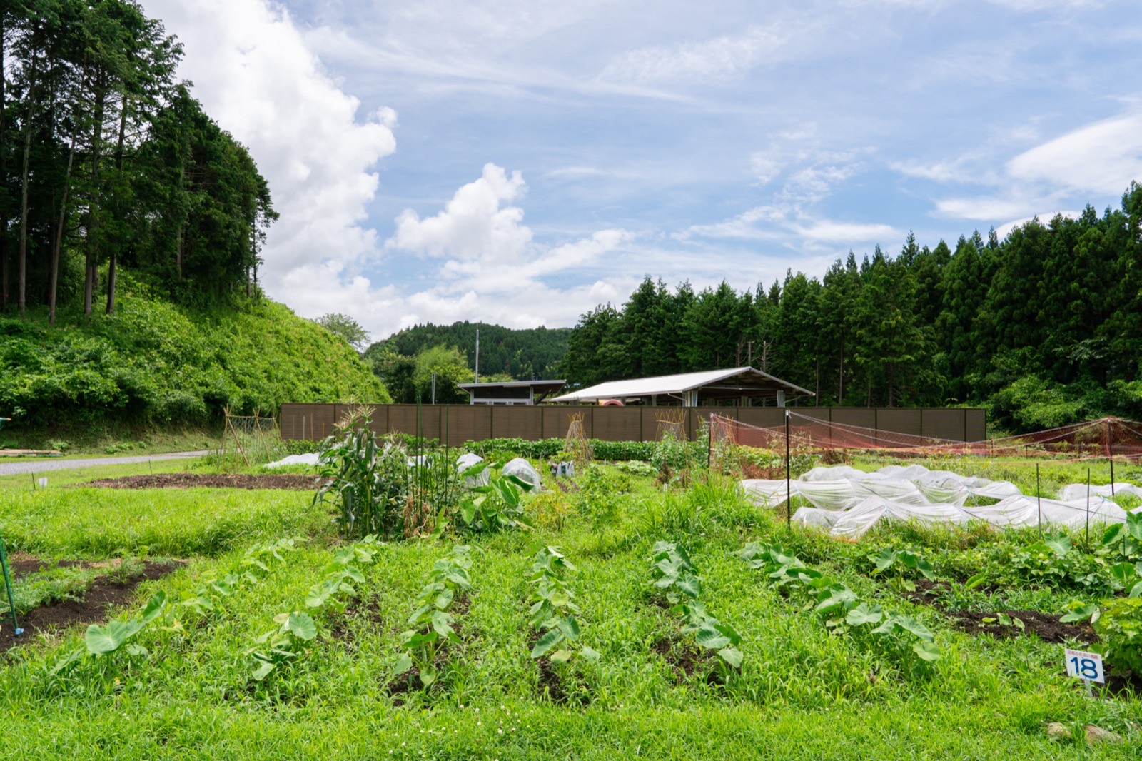木々に囲まれ、夏の野菜が育つ畑